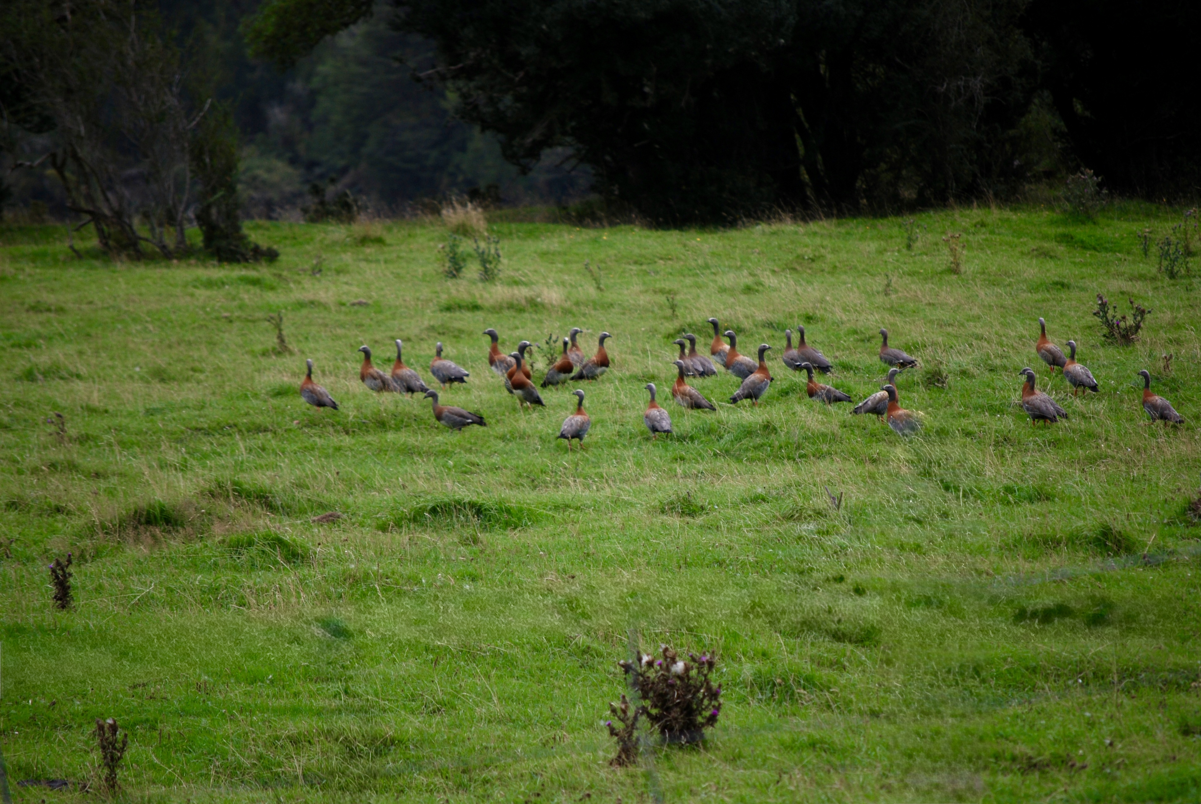 Aves silvestres nativas en pradera junto al lago