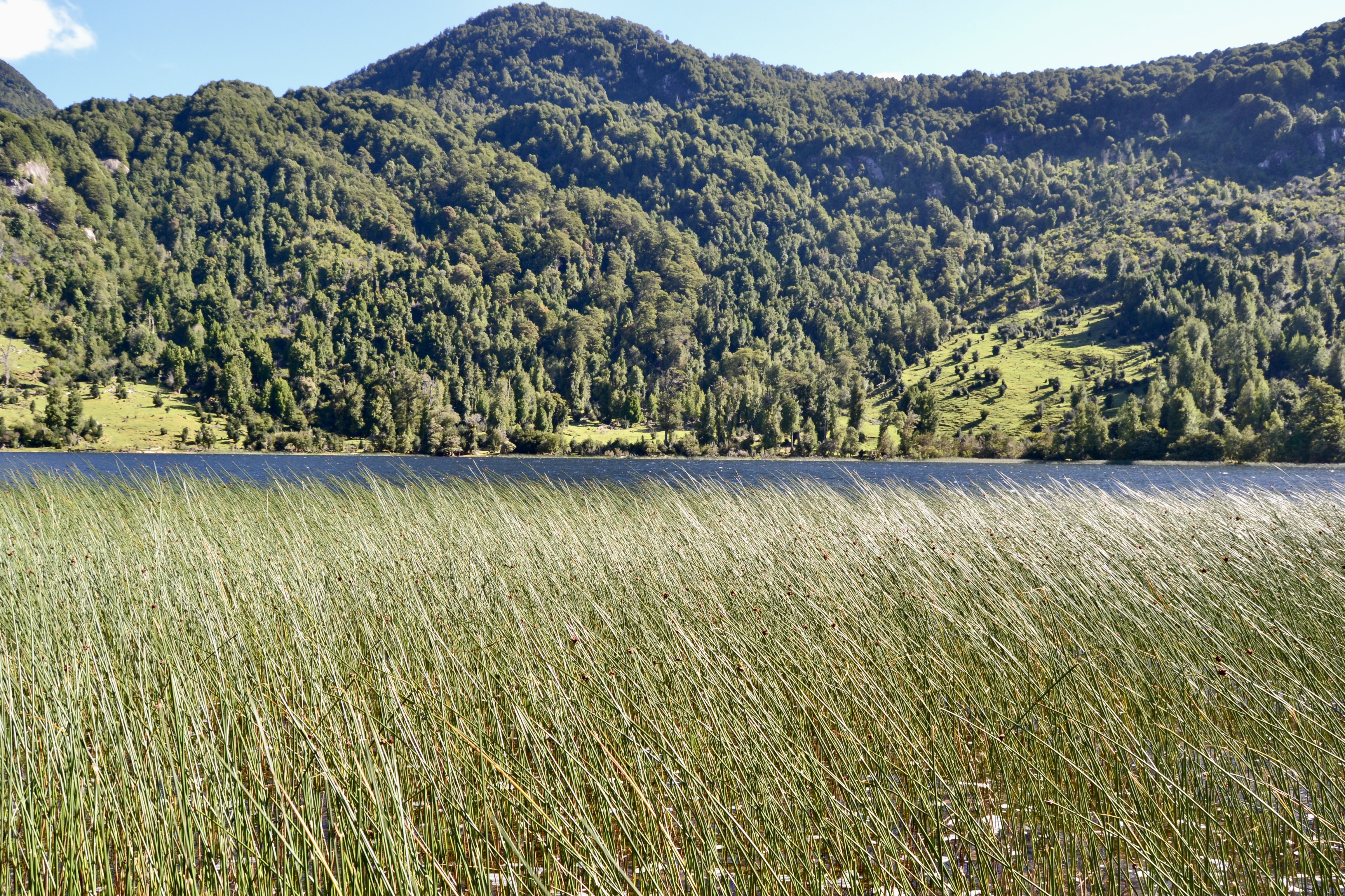 Orilla de Lago Portales con juncos y cordillera